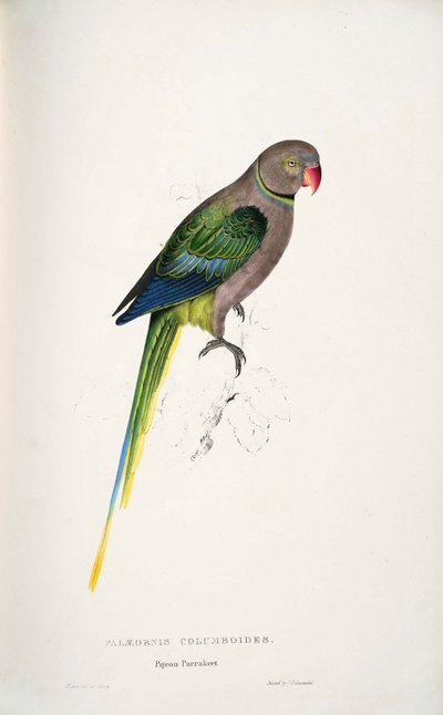 Psittacula Columboides by Edward Lear